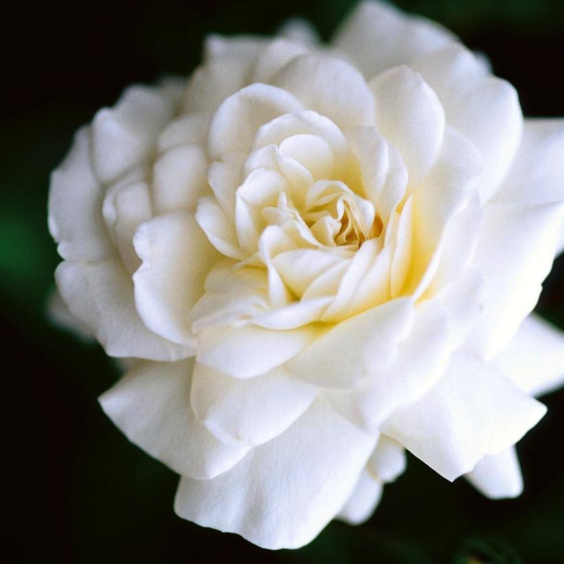 Sea Foam Rose