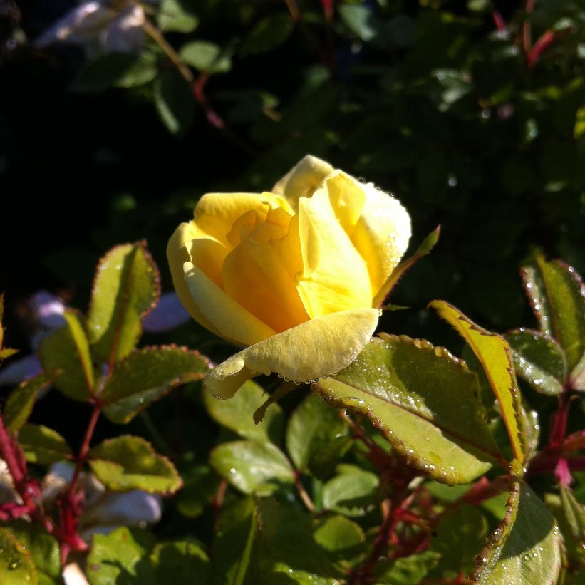 RADsunny Sunny Knock Out® Rose