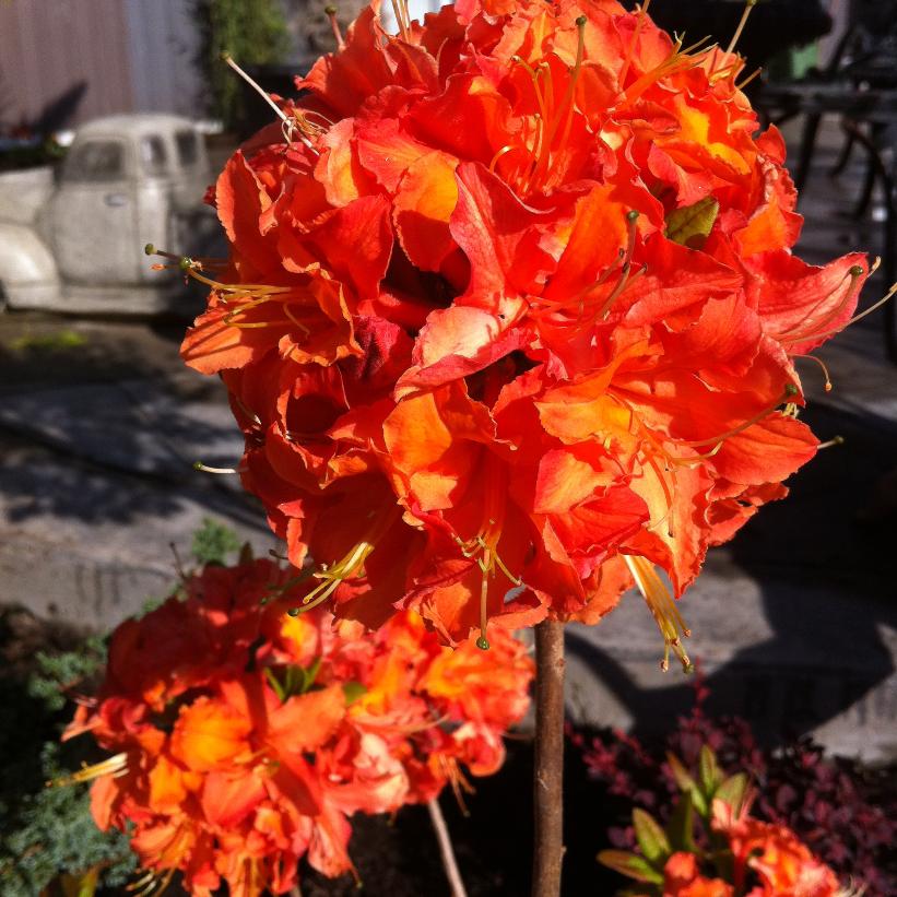 Mandarin Lights Azalea