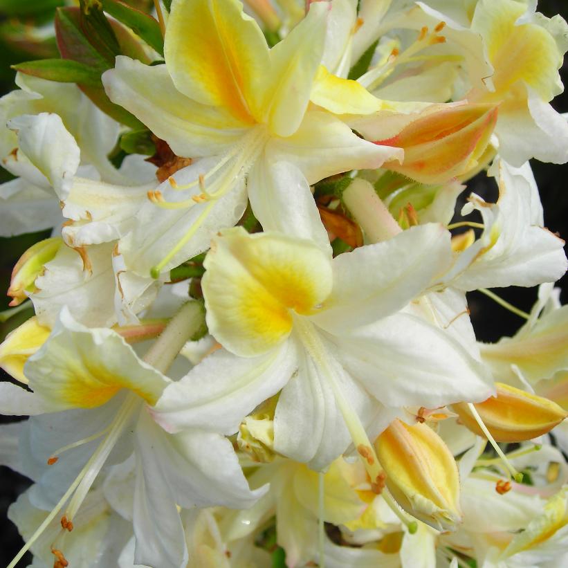 Northern Hi-lights Azalea