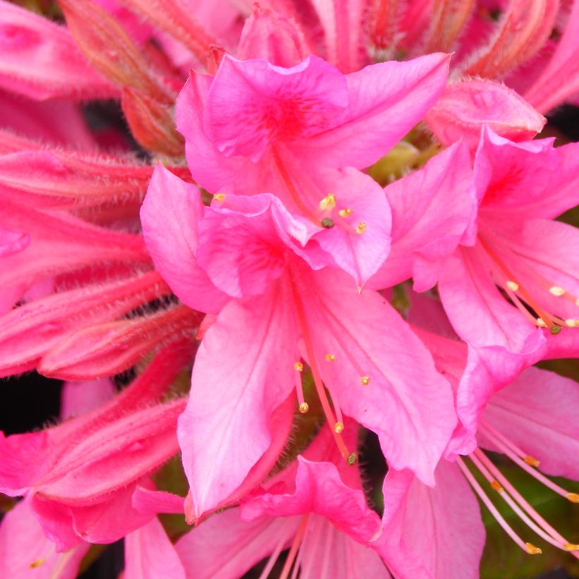 Rosy Lights Azalea