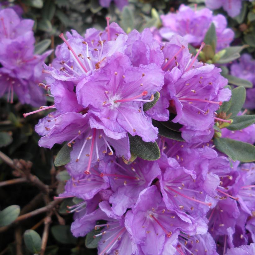 Purple Gem Rhododendron