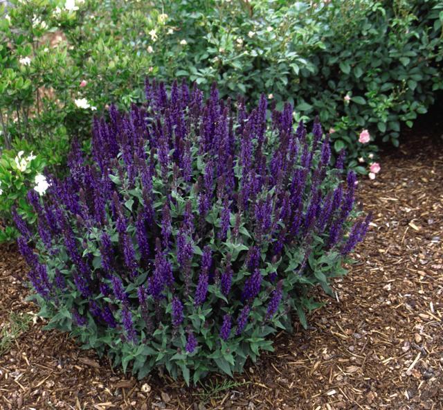 Blue Queen Meadow Sage, Perennial Sage