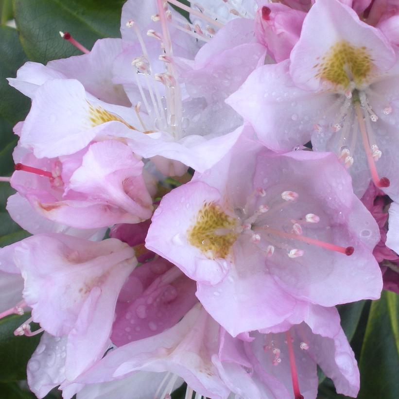 Album Rhododendron - Rhododendron catawbiense 'Album'
