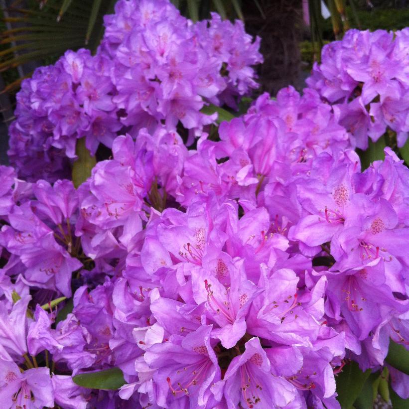 Boursault Rhododendron - Rhododendron catawbiense &