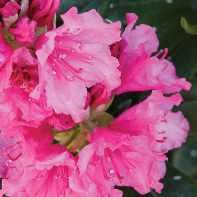 Haaga Rhododendron