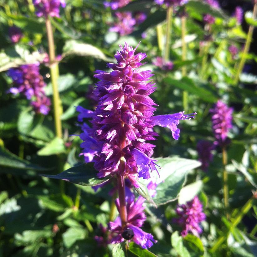 Hyssop, Blue Boa Hyssop