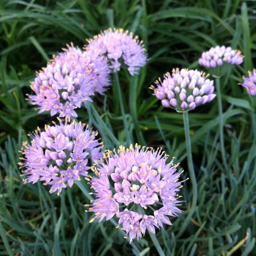 Pink Curly Onion