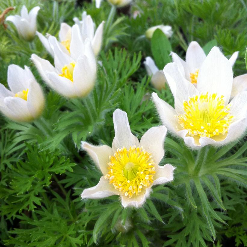 Pasque Flower