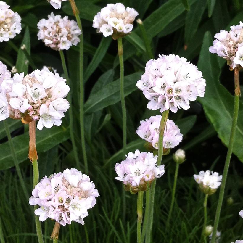 Sea Thrift, Sea Grass