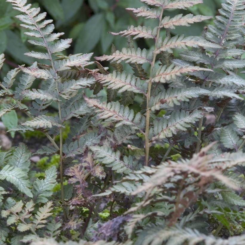 Red Beauty Japanese Painted Fern