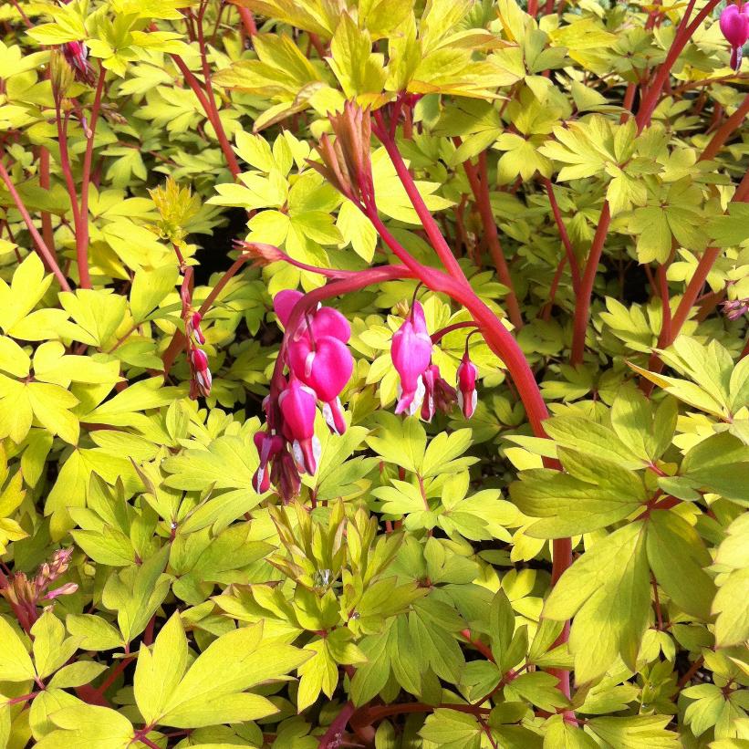 Bleedingheart, Golden-leaved Bleeding Heart