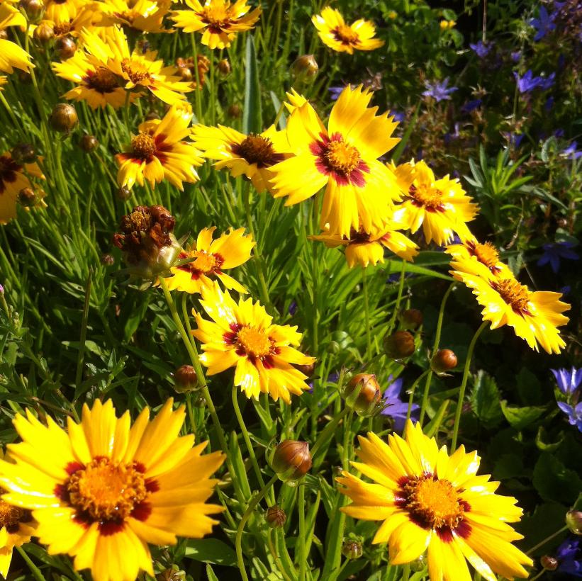 Largeflower Tickseed