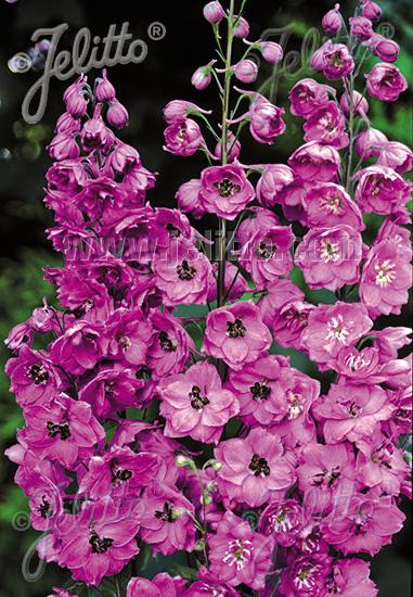 Pink Punch Larkspur
