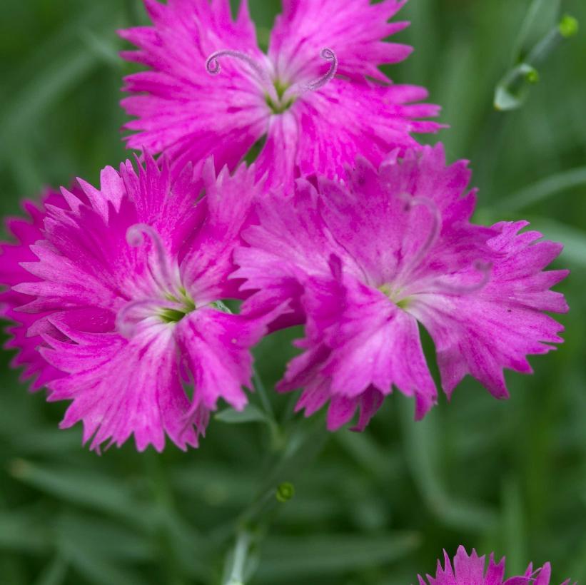 Pinks, Carnation