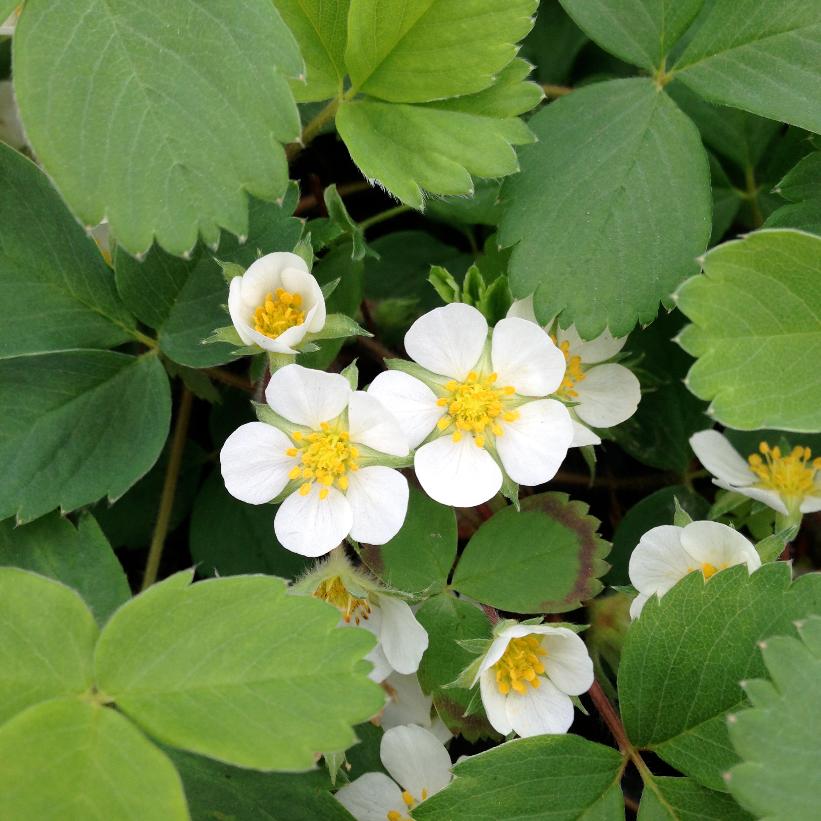 Virginia Strawberry, Wild Strawberry