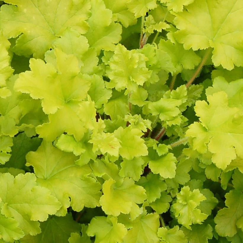 Marmalade Coral Bells, Alum Root