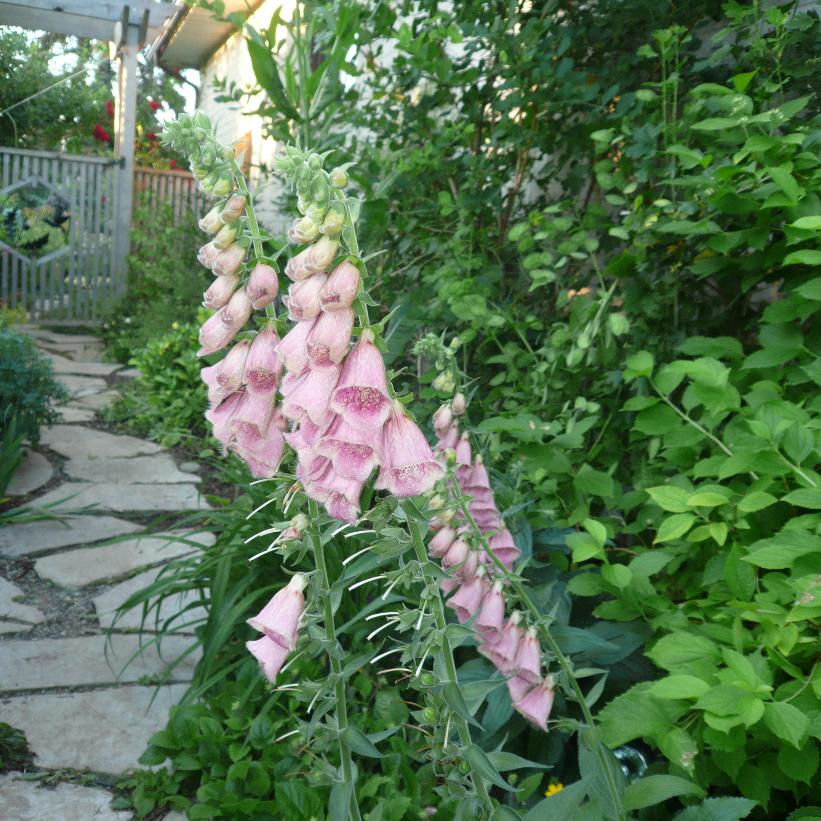 Pink Foxglove