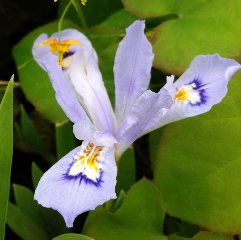 Crested Iris, Dwarf Crested Iris