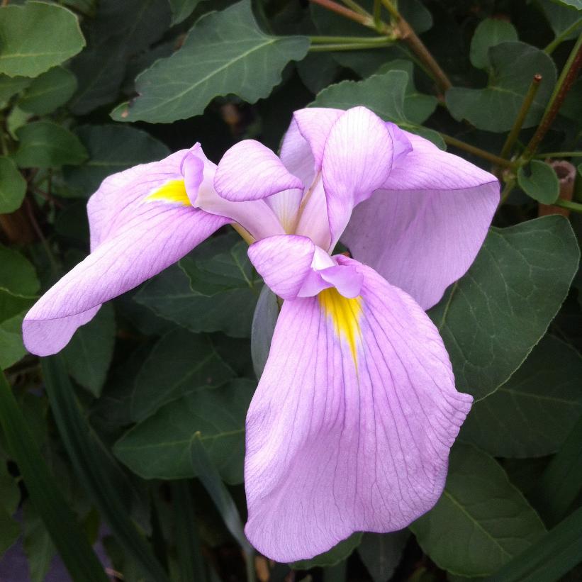 Darling Japanese Water Iris, Woodland Iris