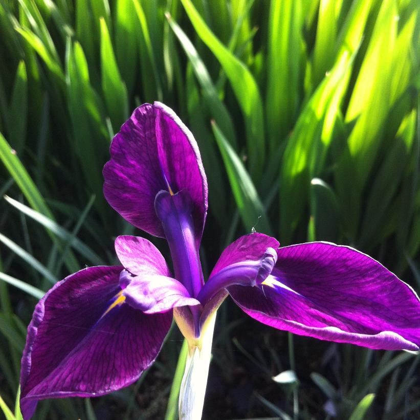 Variegated Japanese Iris - Iris ensata &