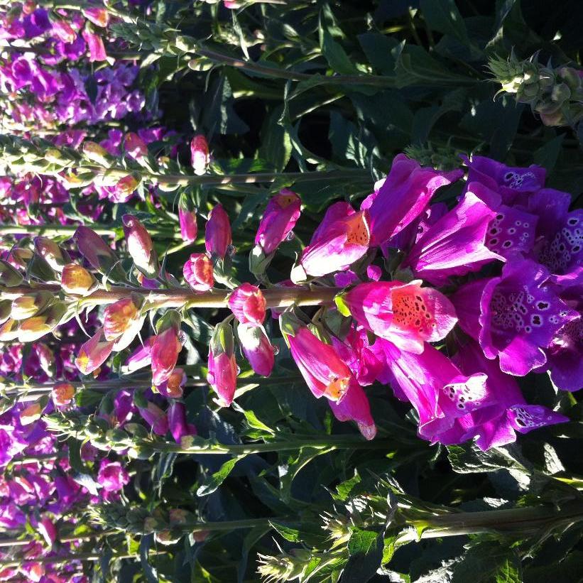 Candy Mountain Foxglove