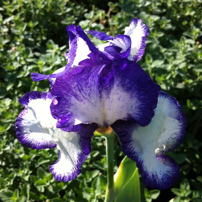 Earl of Essex Tall Bearded Iris