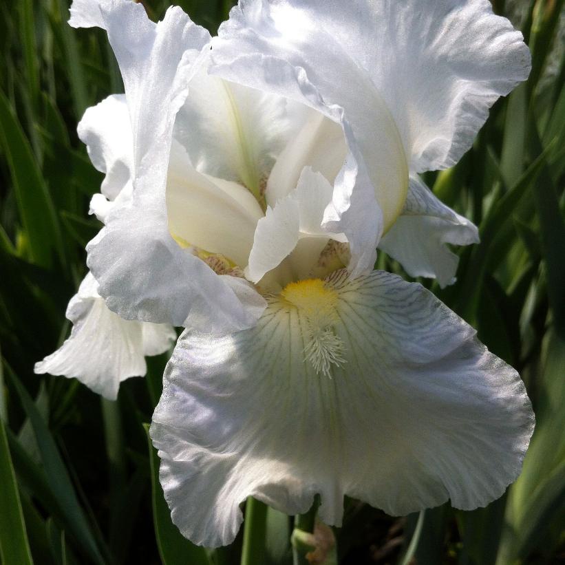 Intermediate Bearded Iris