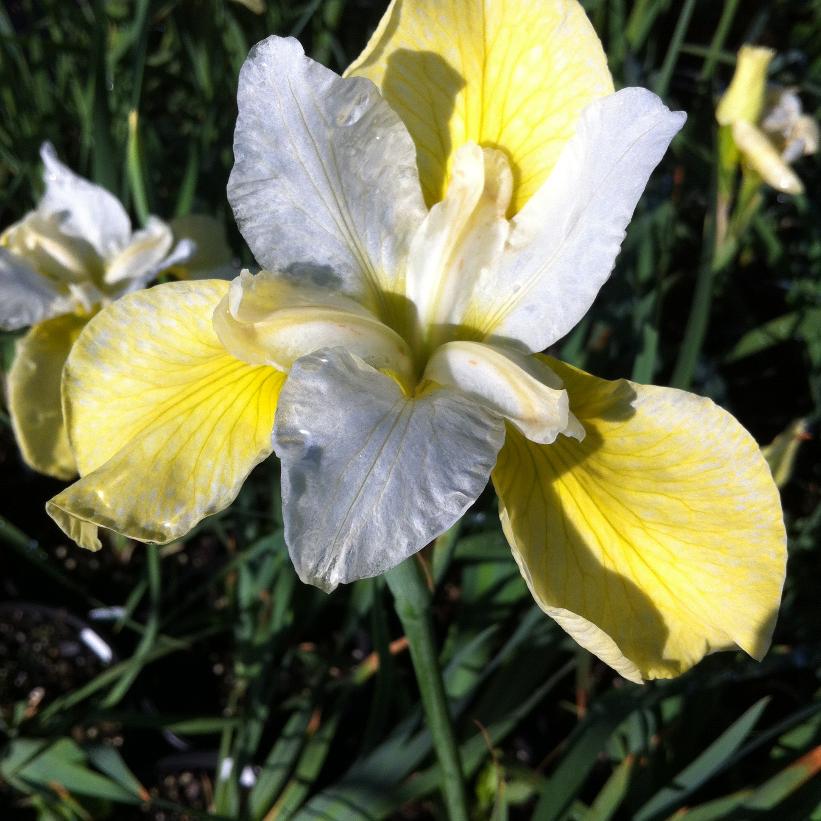 Butter and Sugar Siberian Iris