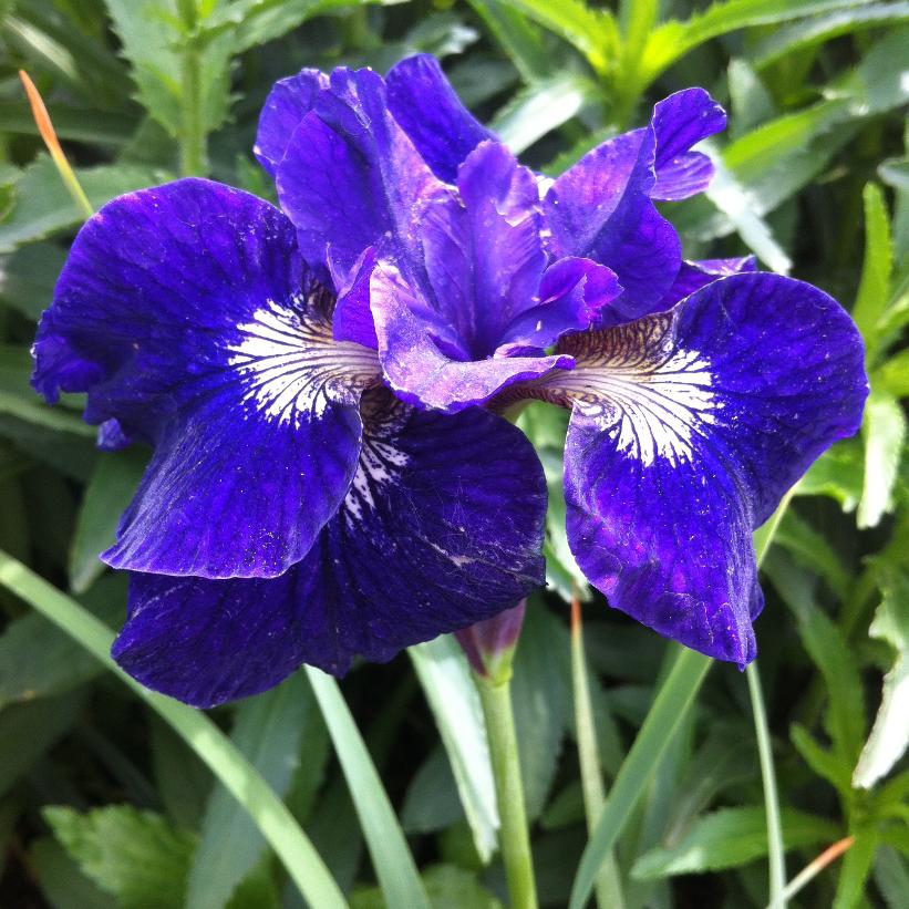 Ruffled Velvet Siberian Iris