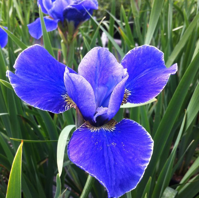 Silver Edge Siberian Iris
