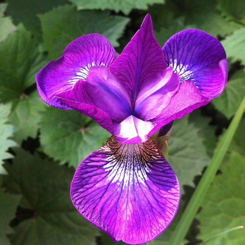 Strawberry Fair Siberian Iris