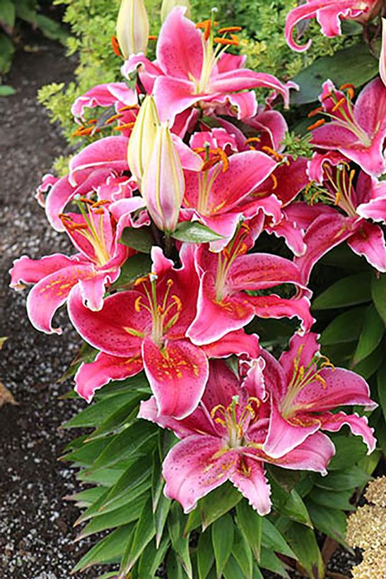 Oriental Lily