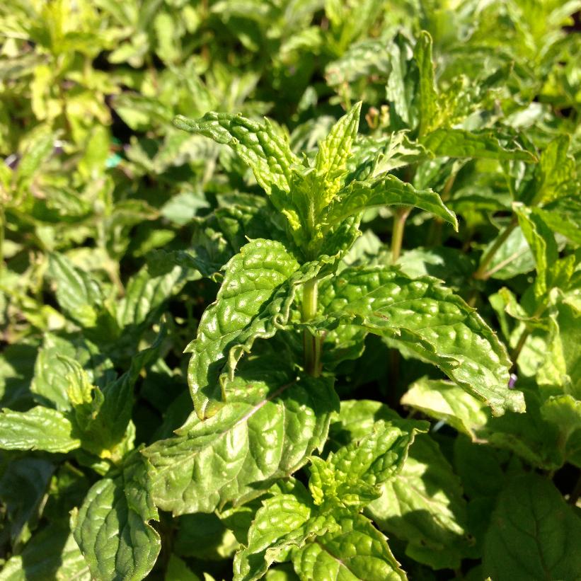 Peppermint, Corn Mint, Lamb Mint, Balm Mint, Curled Mint