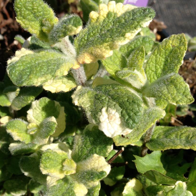 Pineapple Mint, Variegated Apple Mint