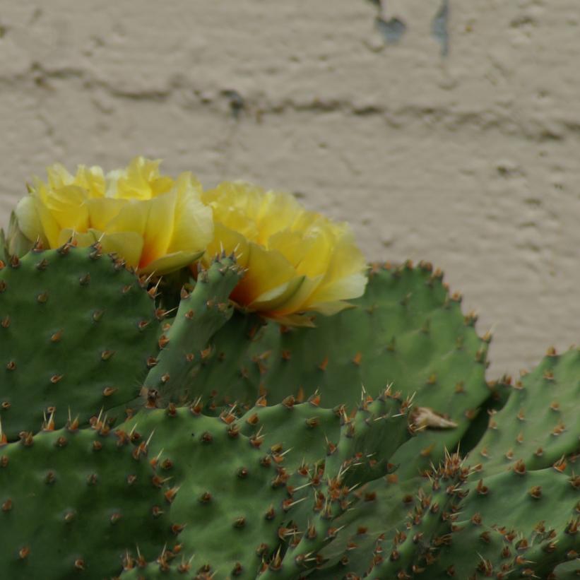 Prickly Pear, Devil&