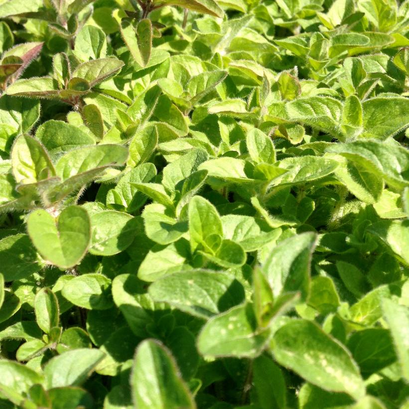 Common Oregano, Wild Marjoram