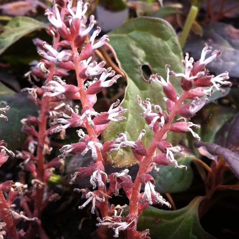 Allegheny Spurge, Mountain Spurge - Pachysandra procumbens