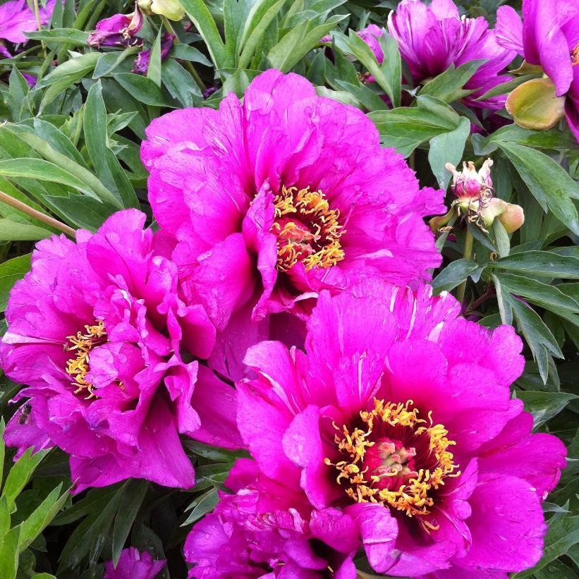 Morning Lilac Intersectional Peony