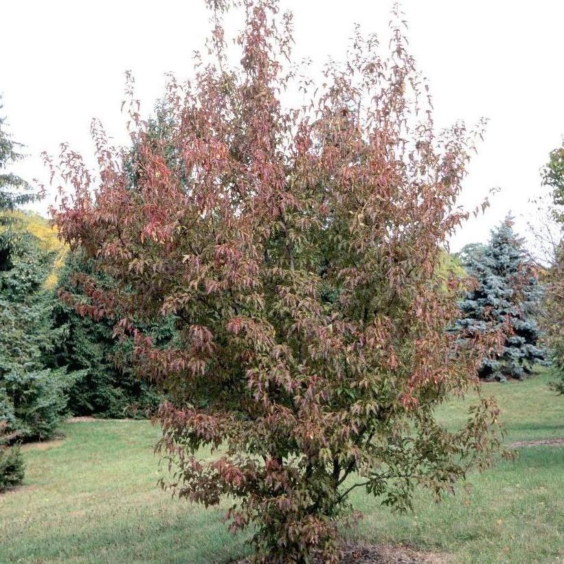 Flame Maple