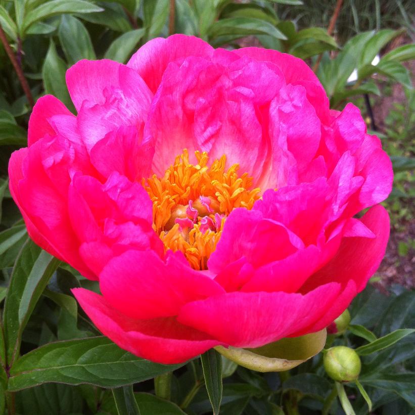 Coral Sunset Peony