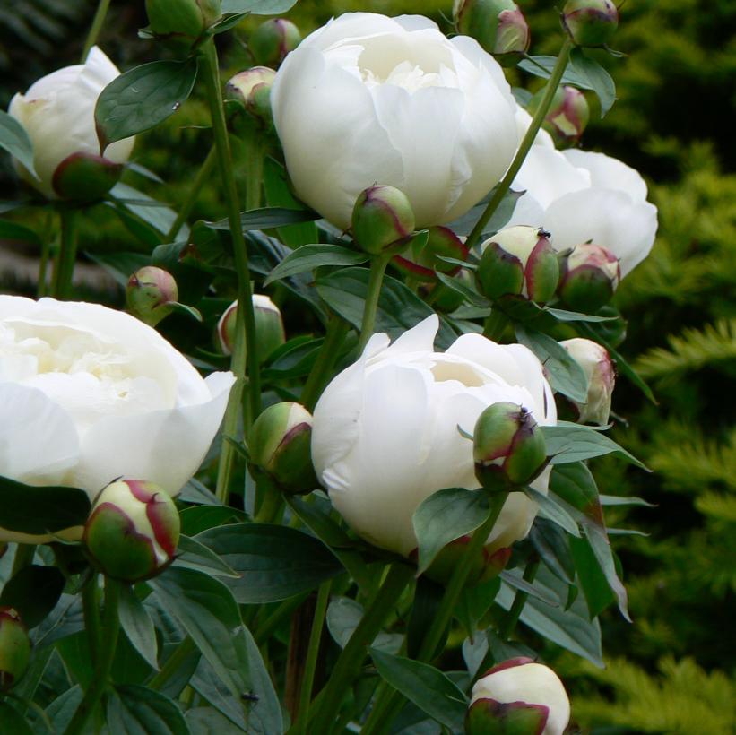 Duchesse de Nemours Peony