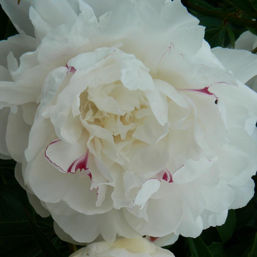 Festiva Maxima Peony