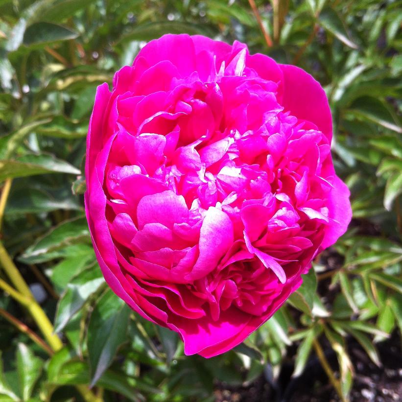 General McMahon Peony