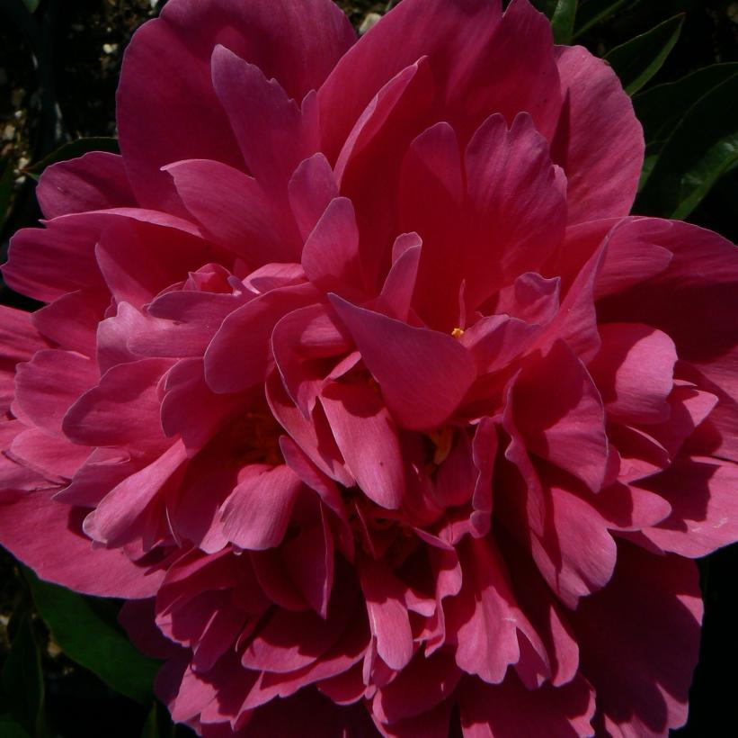 Kansas Peony