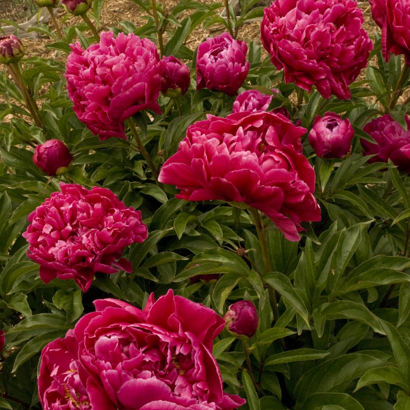 Karl Rosenfield Peony