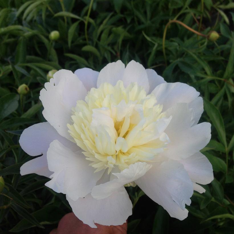 Primavere Peony