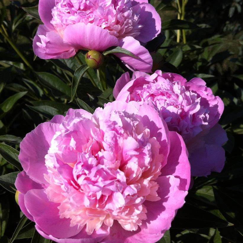 Raspberry Sundae Peony
