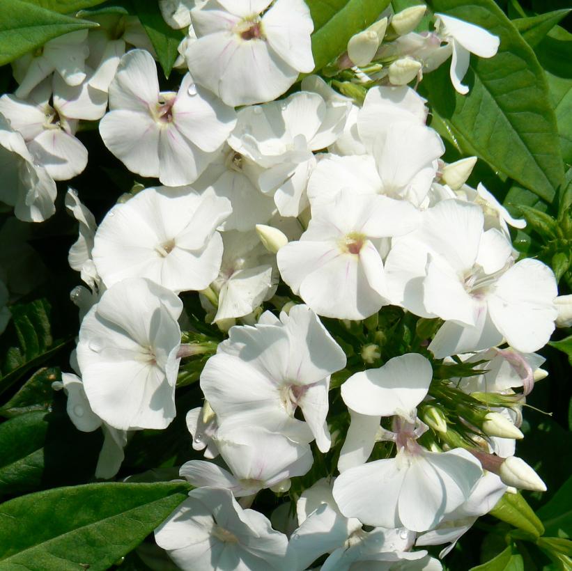 David Garden Phlox