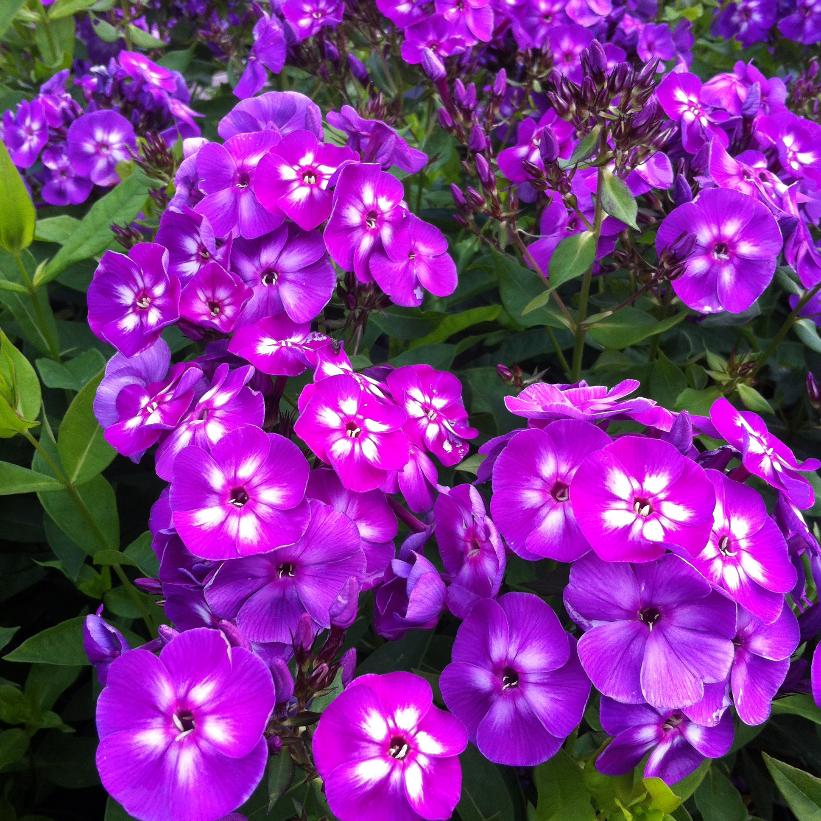 Laura Garden Phlox